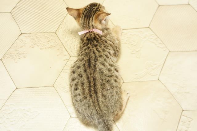 三重県のベンガル (Coo&RIKU四日市店/2025年10月27日生まれ/女の子/ブラウンスポットタビー)の子猫の4枚目の画像