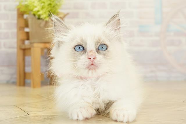 三重県のラグドール (Coo&RIKU津高茶屋店/2025年11月6日生まれ/女の子/ブルーポイントバイカラー)の子猫の1枚目の画像