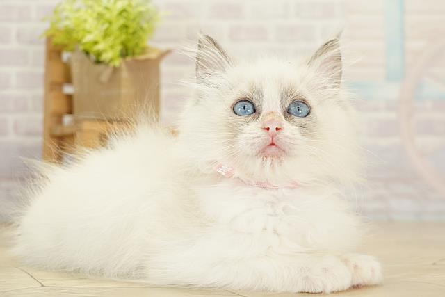 三重県のラグドール (Coo&RIKU津高茶屋店/2025年11月6日生まれ/女の子/ブルーポイントバイカラー)の子猫の2枚目の画像