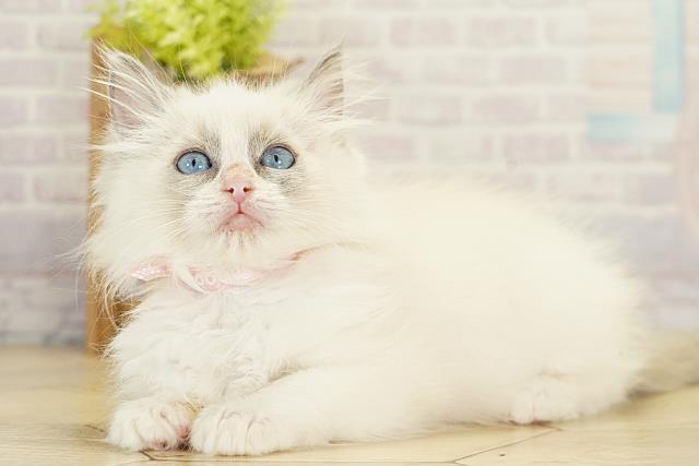 三重県のラグドール (Coo&RIKU津高茶屋店/2025年11月6日生まれ/女の子/ブルーポイントバイカラー)の子猫の3枚目の画像