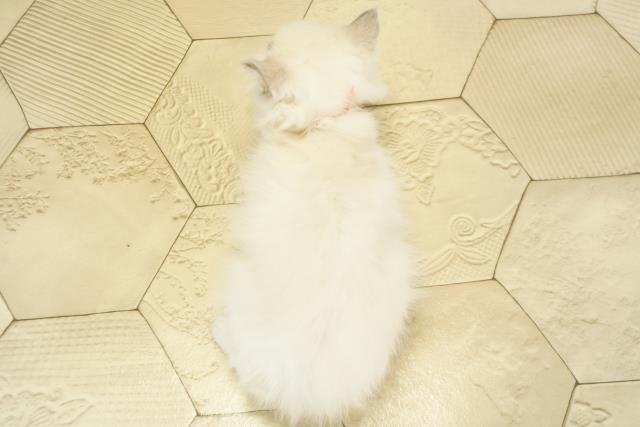 三重県のラグドール (Coo&RIKU津高茶屋店/2025年11月6日生まれ/女の子/ブルーポイントバイカラー)の子猫の4枚目の画像