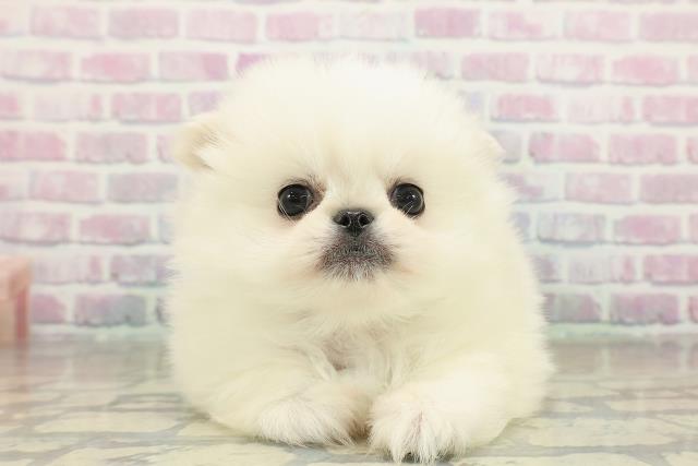 東京都のペキポメ/ポメペキ(ペキニーズ×ポメラニアン) (Coo&RIKU足立本店/2025年11月17日生まれ/男の子/クリーム)の子犬の1枚目の画像
