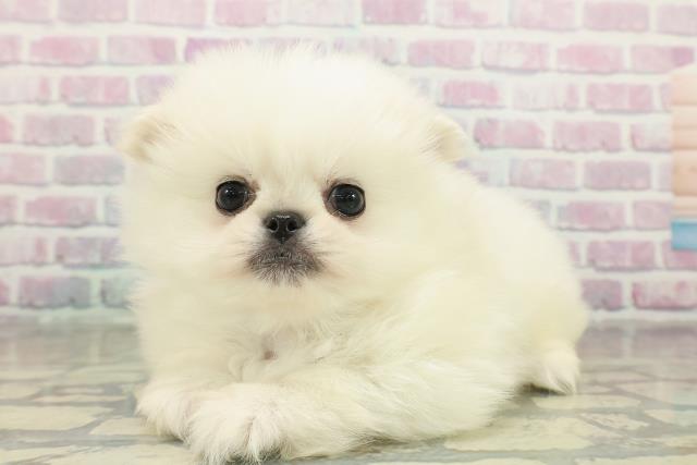 東京都のペキポメ/ポメペキ(ペキニーズ×ポメラニアン) (Coo&RIKU足立本店/2025年11月17日生まれ/男の子/クリーム)の子犬の2枚目の画像
