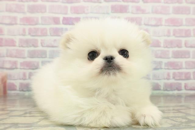 東京都のペキポメ/ポメペキ(ペキニーズ×ポメラニアン) (Coo&RIKU足立本店/2025年11月17日生まれ/男の子/クリーム)の子犬の3枚目の画像