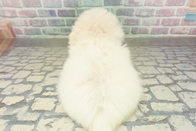 東京都のペキポメ/ポメペキ(ペキニーズ×ポメラニアン) (Coo&RIKU足立本店/2025年11月17日生まれ/男の子/クリーム)の子犬の4枚目の画像