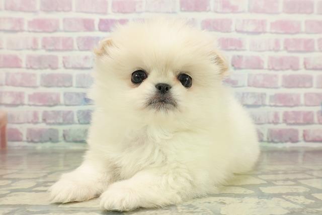東京都のペキポメ/ポメペキ(ペキニーズ×ポメラニアン) (Coo&RIKU練馬店/2025年11月17日生まれ/男の子/クリーム)の子犬の2枚目の画像