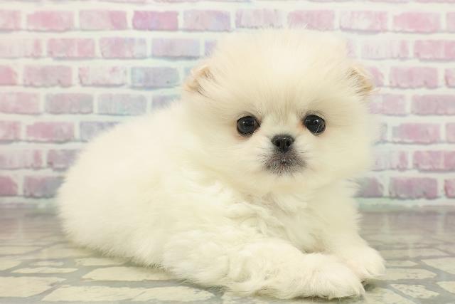 東京都のペキポメ/ポメペキ(ペキニーズ×ポメラニアン) (Coo&RIKU練馬店/2025年11月17日生まれ/男の子/クリーム)の子犬の3枚目の画像