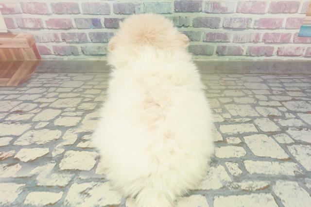 東京都のペキポメ/ポメペキ(ペキニーズ×ポメラニアン) (Coo&RIKU練馬店/2025年11月17日生まれ/男の子/クリーム)の子犬の4枚目の画像