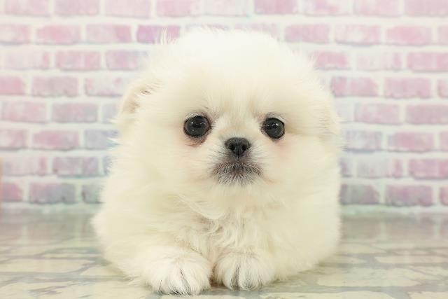 東京都のペキポメ/ポメペキ(ペキニーズ×ポメラニアン) (Coo&RIKU中野サンモール店/2025年11月17日生まれ/女の子/クリーム)の子犬の1枚目の画像