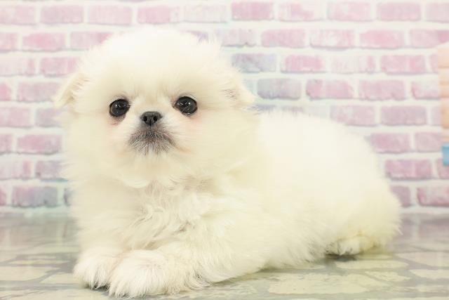 東京都のペキポメ/ポメペキ(ペキニーズ×ポメラニアン) (Coo&RIKU中野サンモール店/2025年11月17日生まれ/女の子/クリーム)の子犬の2枚目の画像