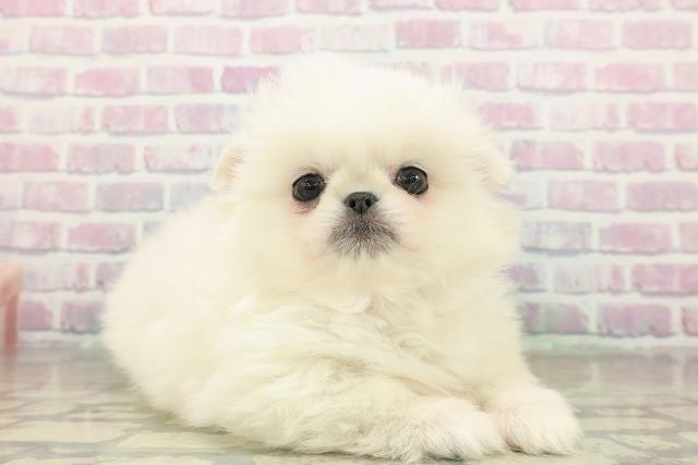 東京都のペキポメ/ポメペキ(ペキニーズ×ポメラニアン) (Coo&RIKU中野サンモール店/2025年11月17日生まれ/女の子/クリーム)の子犬の3枚目の画像