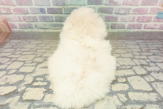 東京都のペキポメ/ポメペキ(ペキニーズ×ポメラニアン) (Coo&RIKU中野サンモール店/2025年11月17日生まれ/女の子/クリーム)の子犬の4枚目の画像