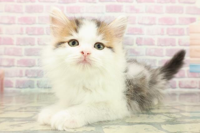 東京都のサイベリアン (Coo&RIKU中野サンモール店/2025年11月15日生まれ/男の子/ブラウンタビーホワイト)の子猫の2枚目の画像