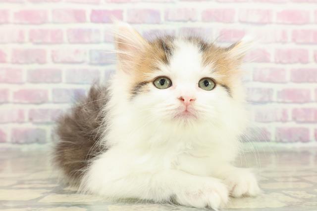 東京都のサイベリアン (Coo&RIKU中野サンモール店/2025年11月15日生まれ/男の子/ブラウンタビーホワイト)の子猫の3枚目の画像