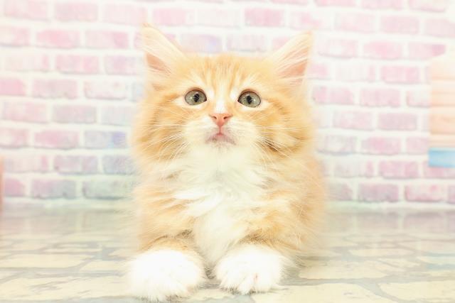 東京都のメインクーン (Coo&RIKU自由が丘店/2025年11月14日生まれ/男の子/レッドタビーホワイト)の子猫の1枚目の画像