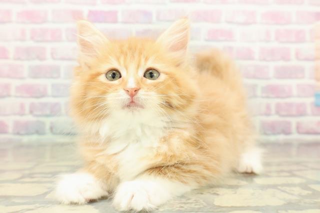 東京都のメインクーン (Coo&RIKU自由が丘店/2025年11月14日生まれ/男の子/レッドタビーホワイト)の子猫の2枚目の画像