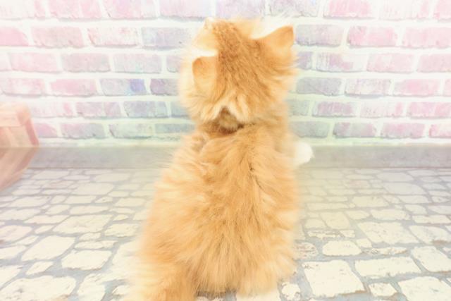 東京都のメインクーン (Coo&RIKU自由が丘店/2025年11月14日生まれ/男の子/レッドタビーホワイト)の子猫の4枚目の画像