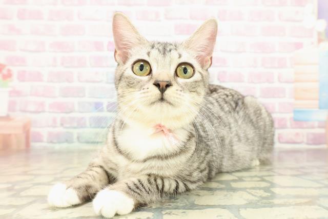 東京都のマンチカン (Coo&RIKU足立本店/2025年6月21日生まれ/女の子/シルバータビーホワイト)の子猫の2枚目の画像