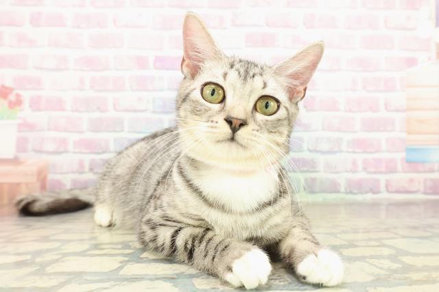 東京都のマンチカン (Coo&RIKU足立本店/2025年6月21日生まれ/女の子/シルバータビーホワイト)の子猫の3枚目の画像