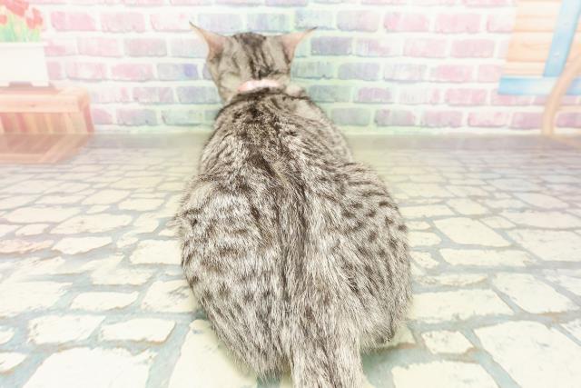 東京都のマンチカン (Coo&RIKU足立本店/2025年6月21日生まれ/女の子/シルバータビーホワイト)の子猫の4枚目の画像