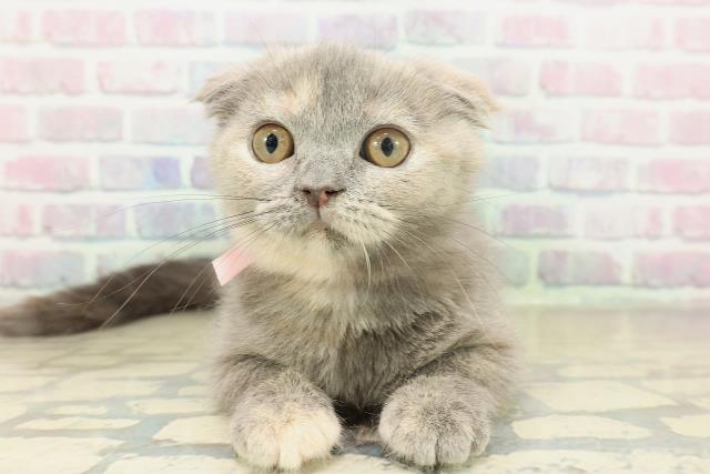 埼玉県のスコティッシュフォールド (Coo&RIKU所沢店/2025年10月2日生まれ/女の子/ブルークリーム)の子猫の1枚目の画像