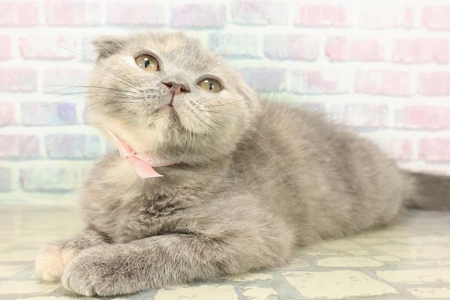 埼玉県のスコティッシュフォールド (Coo&RIKU所沢店/2025年10月2日生まれ/女の子/ブルークリーム)の子猫の2枚目の画像