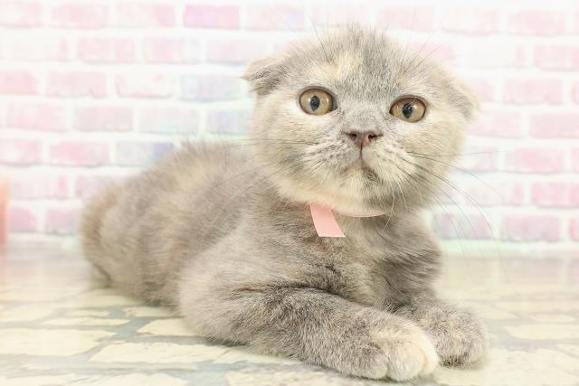 埼玉県のスコティッシュフォールド (Coo&RIKU所沢店/2025年10月2日生まれ/女の子/ブルークリーム)の子猫の3枚目の画像