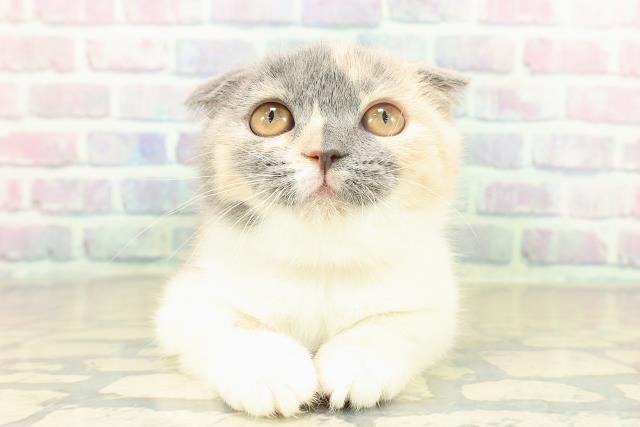 埼玉県のスコティッシュフォールド (Coo&RIKU春日部店/2025年10月2日生まれ/女の子/ダイリュートキャリコ)の子猫の1枚目の画像