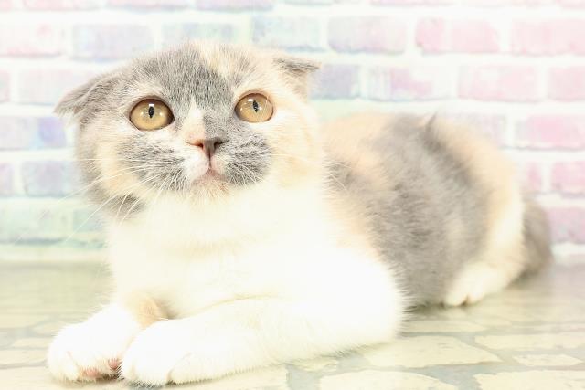 埼玉県のスコティッシュフォールド (Coo&RIKU春日部店/2025年10月2日生まれ/女の子/ダイリュートキャリコ)の子猫の2枚目の画像