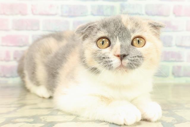 埼玉県のスコティッシュフォールド (Coo&RIKU春日部店/2025年10月2日生まれ/女の子/ダイリュートキャリコ)の子猫の3枚目の画像