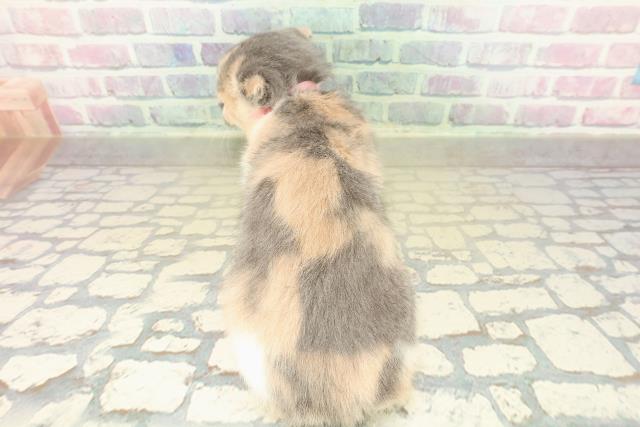 埼玉県のスコティッシュフォールド (Coo&RIKU春日部店/2025年10月2日生まれ/女の子/ダイリュートキャリコ)の子猫の4枚目の画像