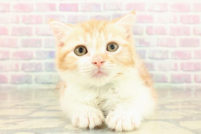 埼玉県のスコティッシュフォールド (Coo&RIKUアニマルケアセンター大宮/2025年10月31日生まれ/男の子/レッドタビーホワイト)の子猫の1枚目の画像