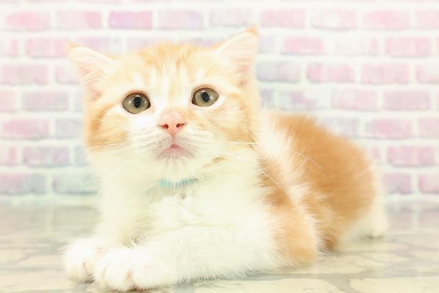 埼玉県のスコティッシュフォールド (Coo&RIKUアニマルケアセンター大宮/2025年10月31日生まれ/男の子/レッドタビーホワイト)の子猫の2枚目の画像