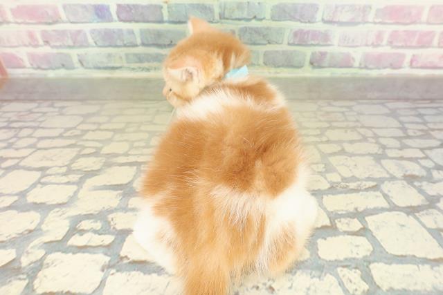 埼玉県のスコティッシュフォールド (Coo&RIKUアニマルケアセンター大宮/2025年10月31日生まれ/男の子/レッドタビーホワイト)の子猫の4枚目の画像