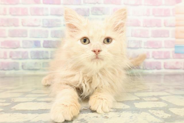 東京都のサイベリアン (Coo&RIKU足立本店/2025年10月16日生まれ/女の子/クリームタビー)の子猫の1枚目の画像