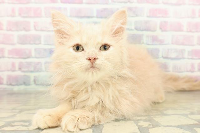 東京都のサイベリアン (Coo&RIKU足立本店/2025年10月16日生まれ/女の子/クリームタビー)の子猫の2枚目の画像