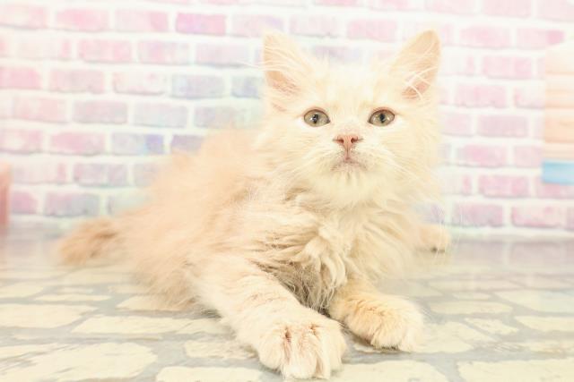 東京都のサイベリアン (Coo&RIKU足立本店/2025年10月16日生まれ/女の子/クリームタビー)の子猫の3枚目の画像