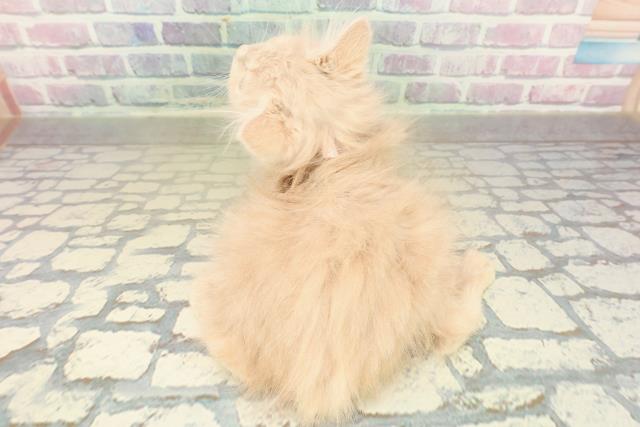 東京都のサイベリアン (Coo&RIKU足立本店/2025年10月16日生まれ/女の子/クリームタビー)の子猫の4枚目の画像