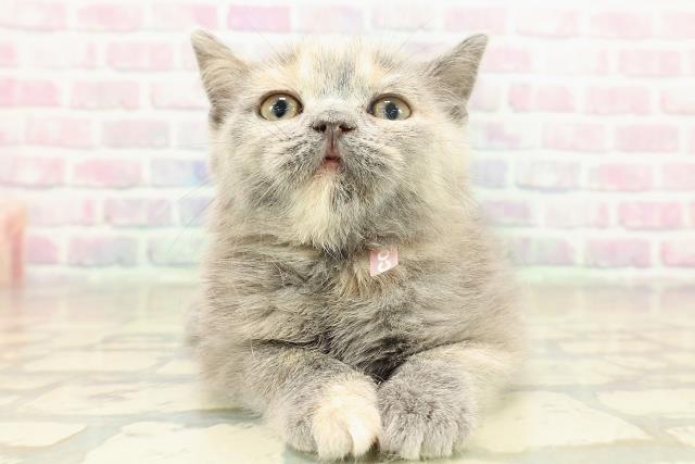 東京都のマンチカン (Coo&RIKU練馬店/2025年10月28日生まれ/女の子/ブルークリーム)の子猫の1枚目の画像
