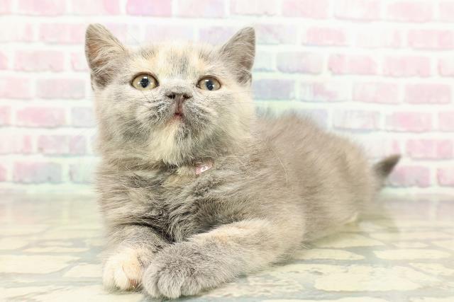 東京都のマンチカン (Coo&RIKU練馬店/2025年10月28日生まれ/女の子/ブルークリーム)の子猫の2枚目の画像