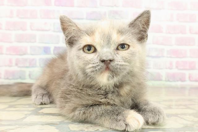 東京都のマンチカン (Coo&RIKU練馬店/2025年10月28日生まれ/女の子/ブルークリーム)の子猫の3枚目の画像