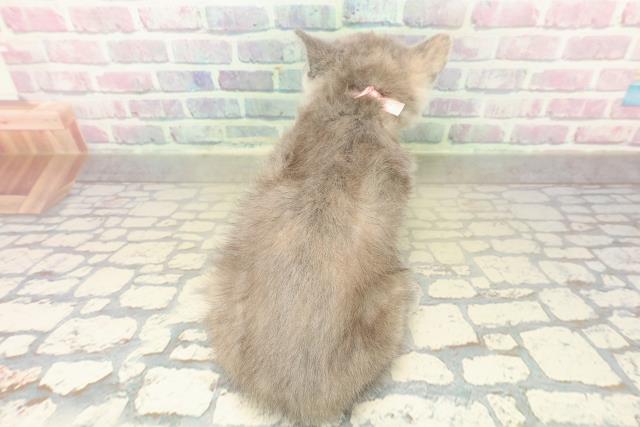 東京都のマンチカン (Coo&RIKU練馬店/2025年10月28日生まれ/女の子/ブルークリーム)の子猫の4枚目の画像