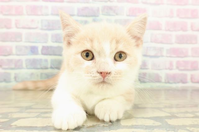 埼玉県のマンチカン (Coo&RIKU所沢店/2025年10月28日生まれ/男の子/クリームタビーホワイト)の子猫の1枚目の画像