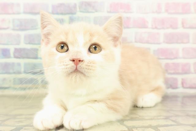 埼玉県のマンチカン (Coo&RIKU所沢店/2025年10月28日生まれ/男の子/クリームタビーホワイト)の子猫の2枚目の画像