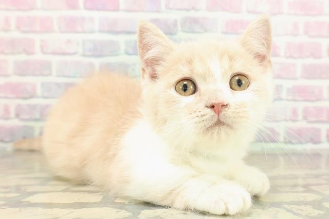 埼玉県のマンチカン (Coo&RIKU所沢店/2025年10月28日生まれ/男の子/クリームタビーホワイト)の子猫の3枚目の画像