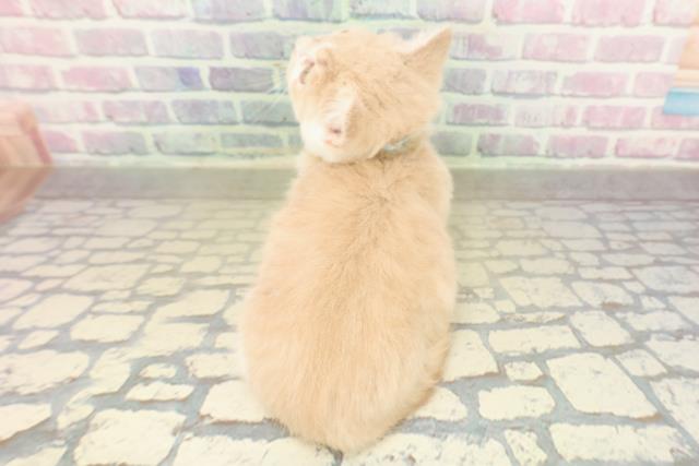 埼玉県のマンチカン (Coo&RIKU所沢店/2025年10月28日生まれ/男の子/クリームタビーホワイト)の子猫の4枚目の画像