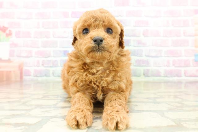 トイ・プードル