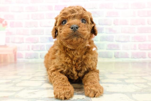 トイ・プードル