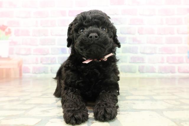 トイ・プードル