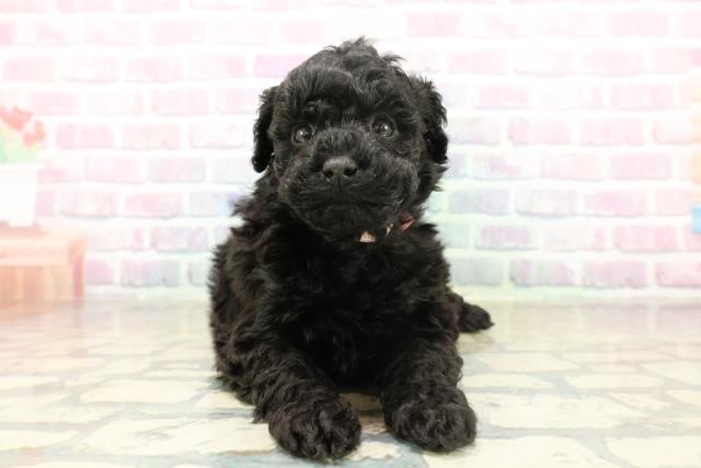 トイ・プードル